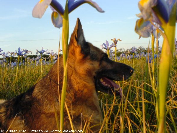 Photo de Berger allemand  poil court