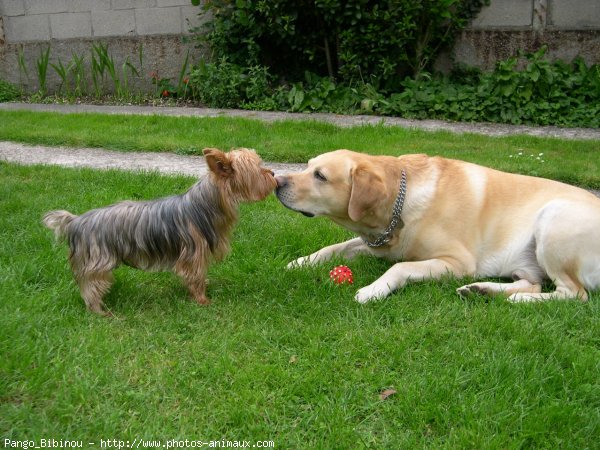 Photo de Labrador retriever