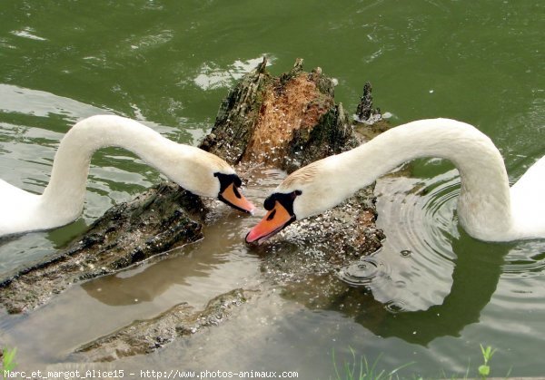 Photo de Cygne