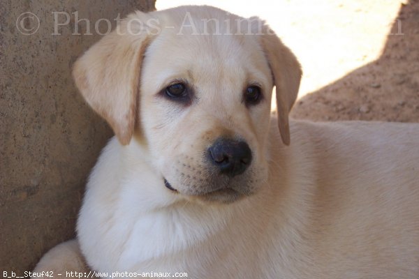 Photo de Labrador retriever