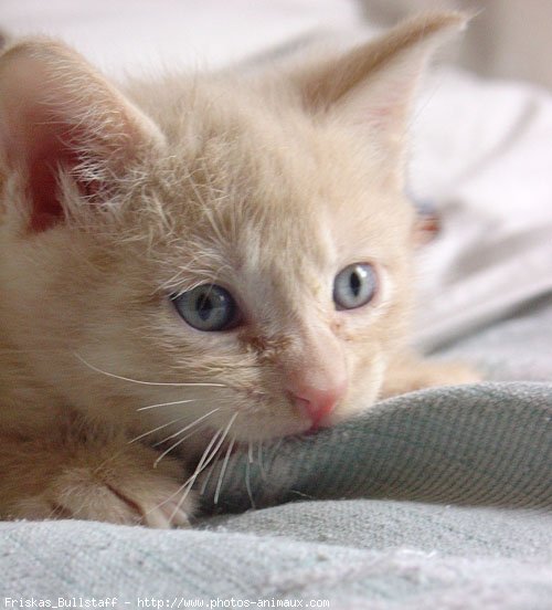 Photo de Chat domestique