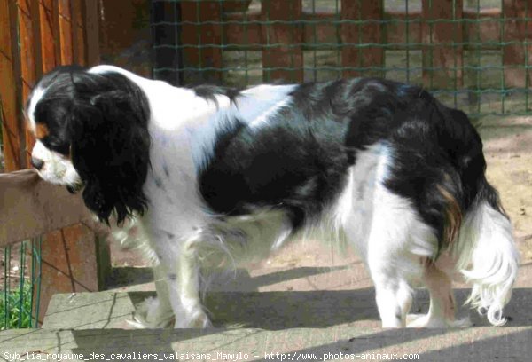 Photo de Cavalier king charles spaniel