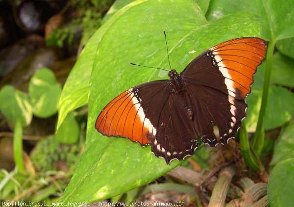 Photo de Papillon