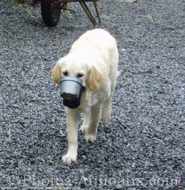 Photo de Golden retriever