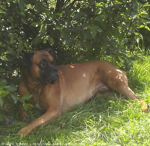 Photo de Boxer