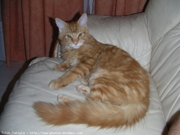 Photo de Maine coon