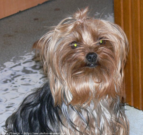 Photo de Yorkshire terrier