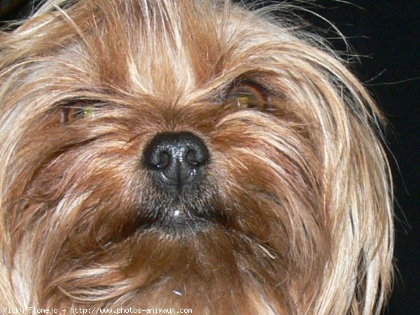 Photo de Yorkshire terrier