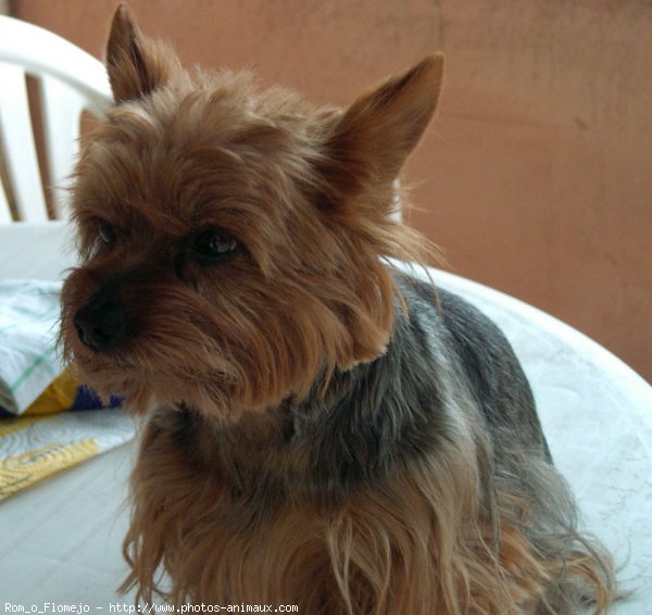 Photo de Yorkshire terrier