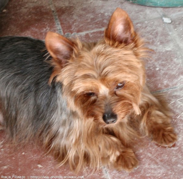 Photo de Yorkshire terrier