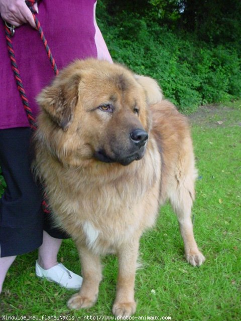 Photo de Dogue du tibet