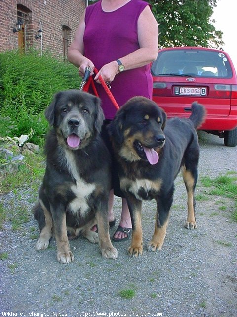 Photo de Dogue du tibet