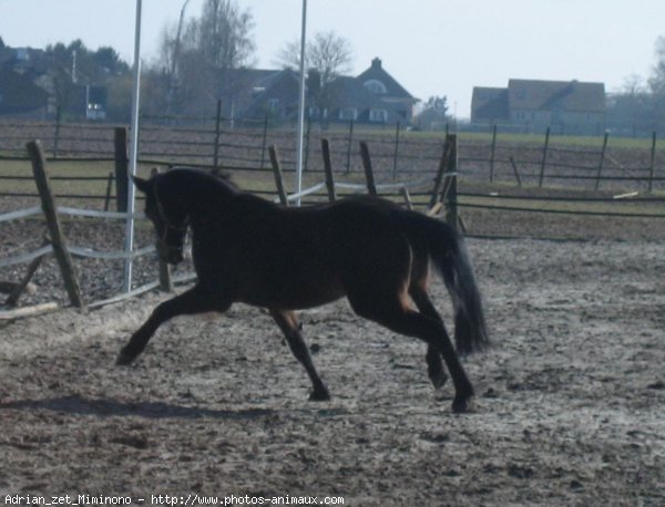 Photo de Trotteur franais