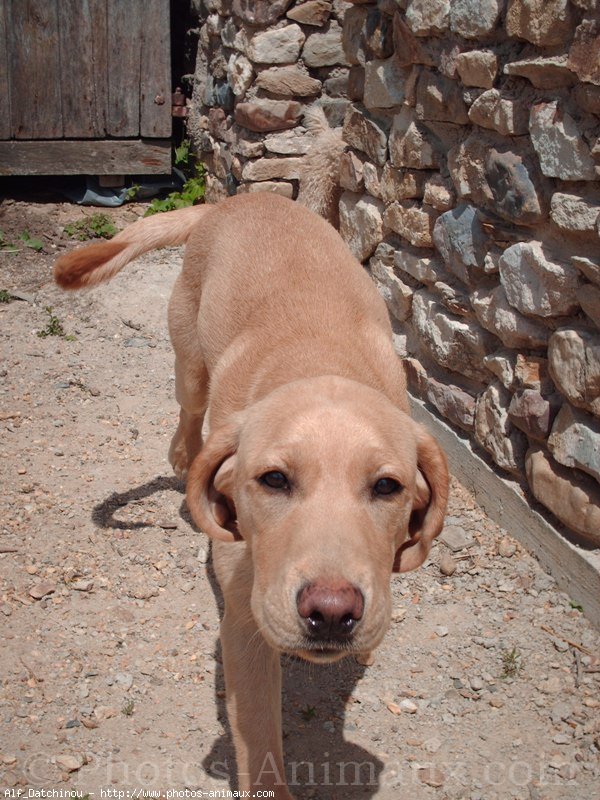 Photo de Labrador retriever