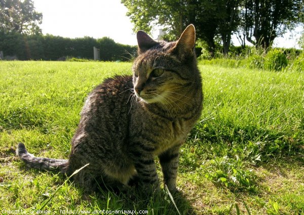 Photo de Chat domestique