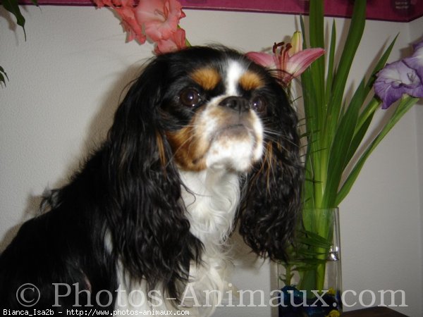 Photo de Cavalier king charles spaniel