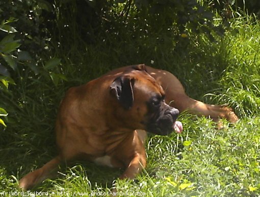 Photo de Boxer