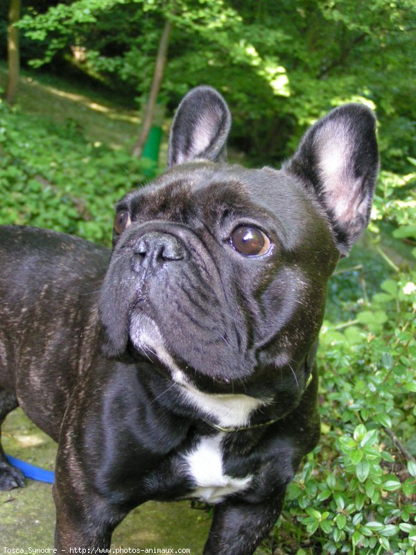 Photo de Bouledogue franais