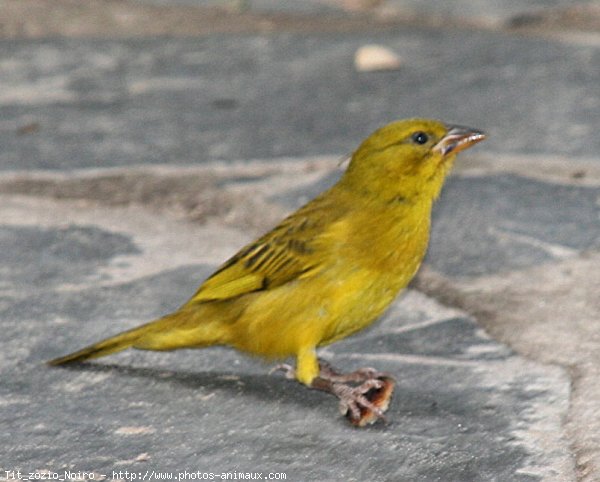 Photo de Canari