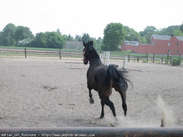 Photo de Trotteur franais