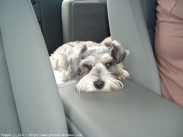 Photo de Schnauzer nain