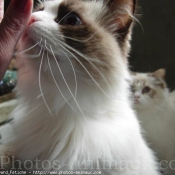 Photo de Ragdoll