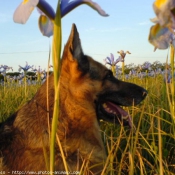 Photo de Berger allemand  poil court