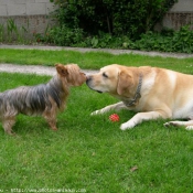 Photo de Labrador retriever