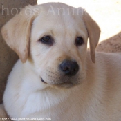 Photo de Labrador retriever