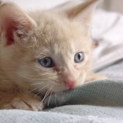 Photo de Chat domestique