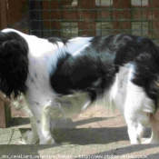 Photo de Cavalier king charles spaniel