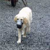 Photo de Golden retriever