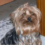 Photo de Yorkshire terrier