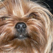 Photo de Yorkshire terrier