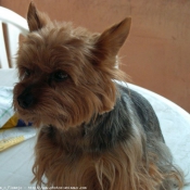 Photo de Yorkshire terrier