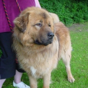 Photo de Dogue du tibet