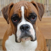 Photo de Boxer