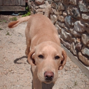 Photo de Labrador retriever