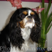 Photo de Cavalier king charles spaniel