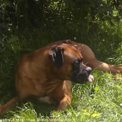 Photo de Boxer