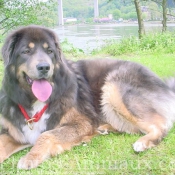 Photo de Dogue du tibet