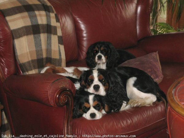 Photo de Cavalier king charles spaniel