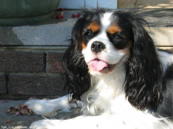 Photo de Cavalier king charles spaniel