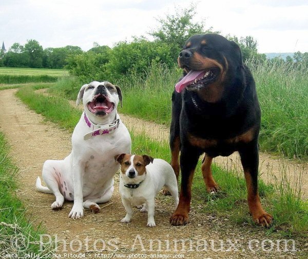 Photo de Races diffrentes