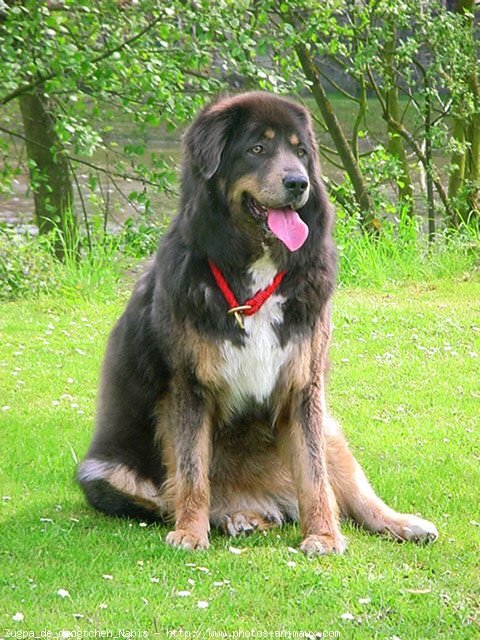 Photo de Dogue du tibet