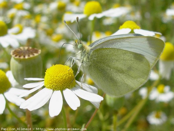 Photo de Papillon