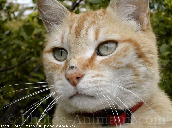 Photo de Chat domestique