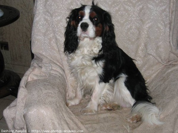 Photo de Cavalier king charles spaniel