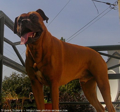 Photo de Boxer