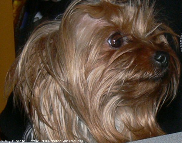 Photo de Yorkshire terrier